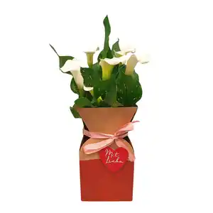 GARDENLINE Calla in Geschenkverpackung