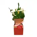 Bild 1 von GARDENLINE Calla in Geschenkverpackung