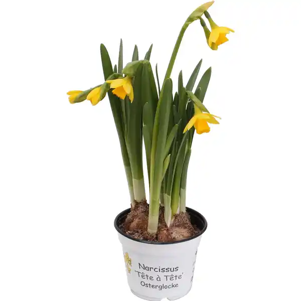 Bild 1 von Alpenveilchen-Narzisse "Tete a Tete" versch. Farben Topf-Ø ca. 9 cm Narcissus