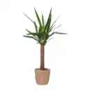 Bild 2 von GARDENLINE Grünpflanze