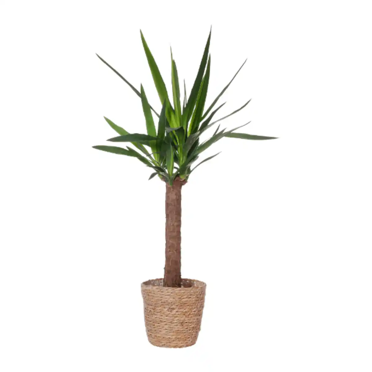 Bild 2 von GARDENLINE Grünpflanze