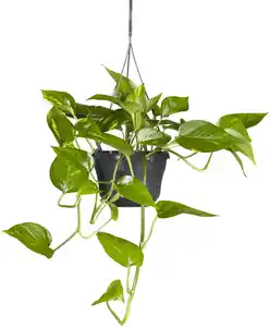 Efeutute Scindapsus H 45 cm 15 cm Topf