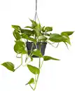 Bild 1 von Efeutute Scindapsus H 45 cm 15 cm Topf