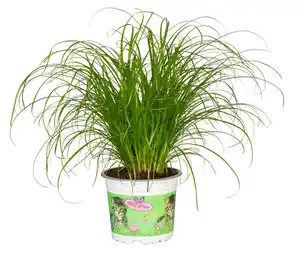 Katzengras Cyperus zumula H ca. 30 cm 12 cm Topf