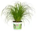 Bild 1 von Katzengras Cyperus zumula H ca. 30 cm 12 cm Topf