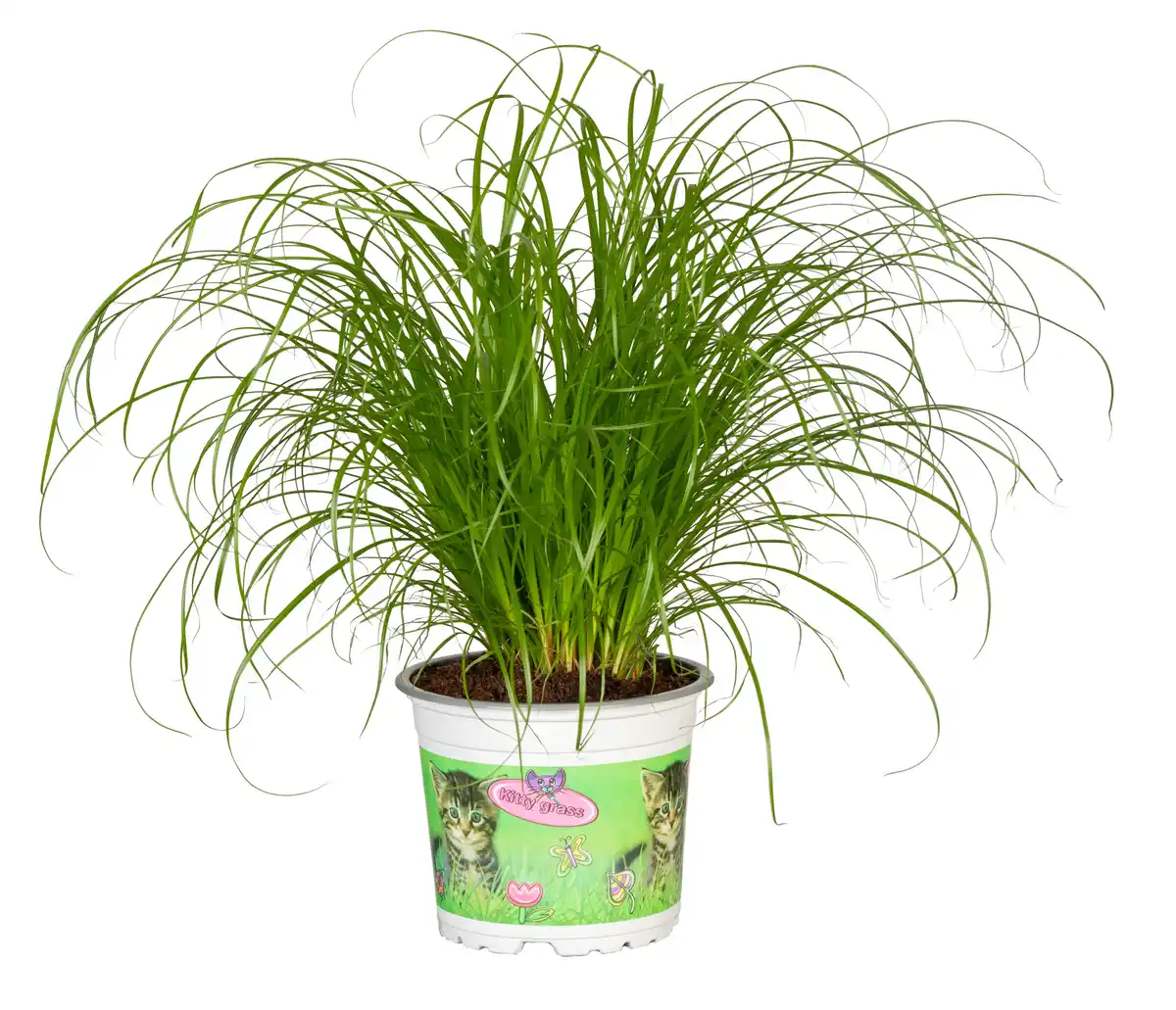 Bild 1 von Katzengras Cyperus zumula H ca. 30 cm 12 cm Topf