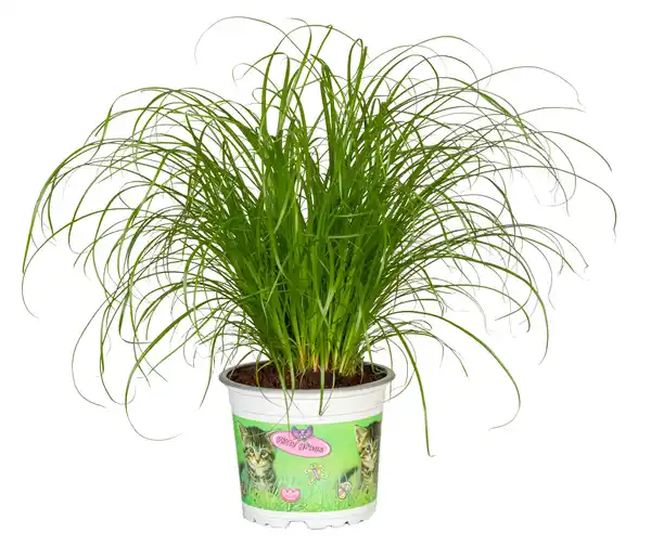 Bild 1 von Katzengras Cyperus zumula H ca. 30 cm 12 cm Topf