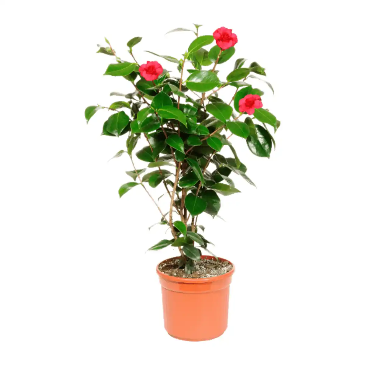 Bild 1 von GARDENLINE Kamelie