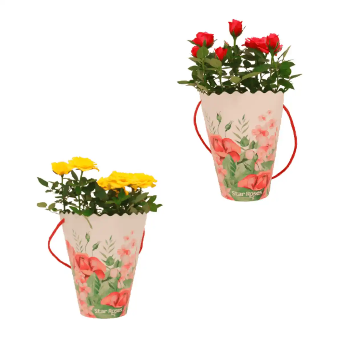 Bild 1 von GARDENLINE Rosen in Dekotasche