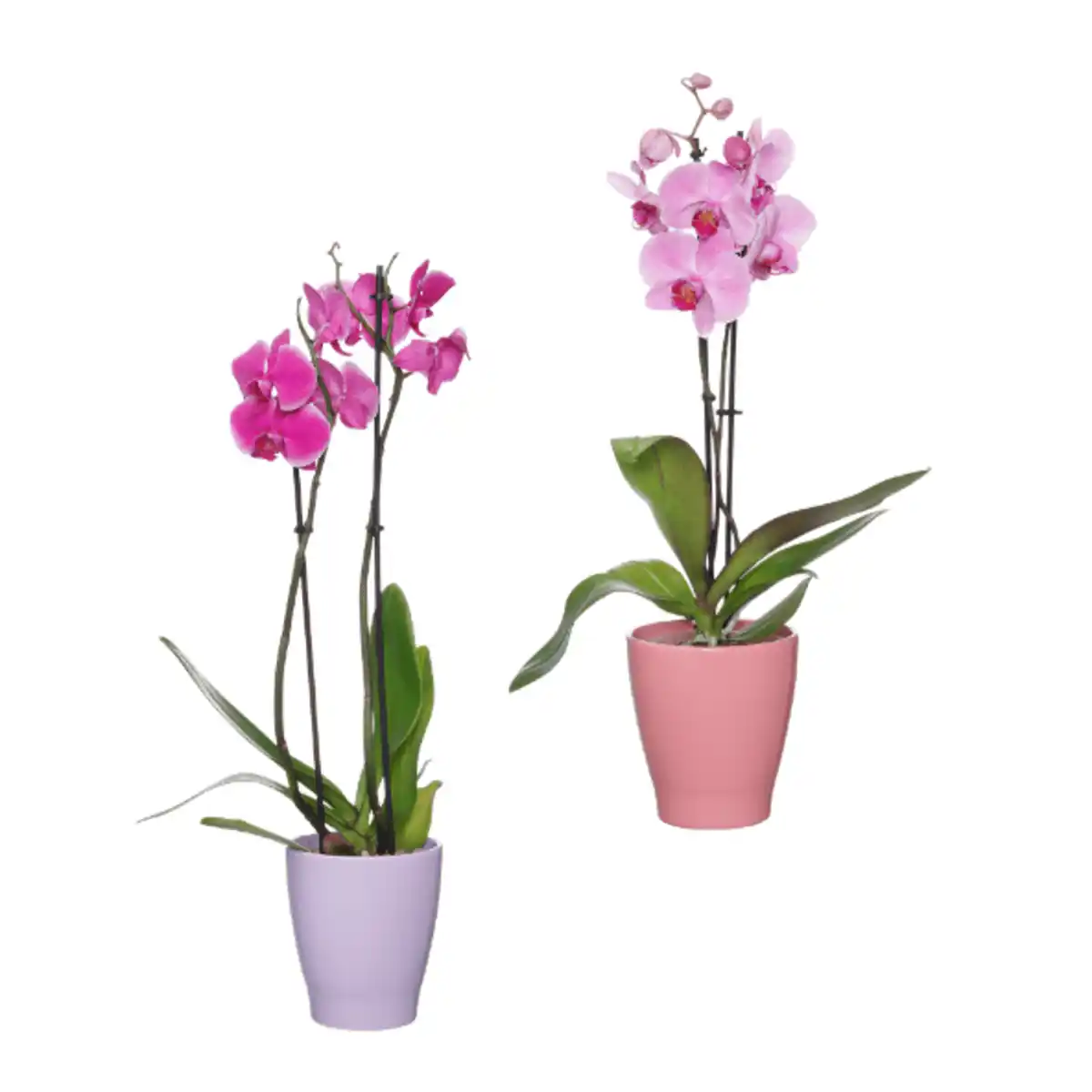 Bild 1 von GARDENLINE Phalaenopsis