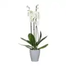 Bild 2 von GARDENLINE Phalaenopsis