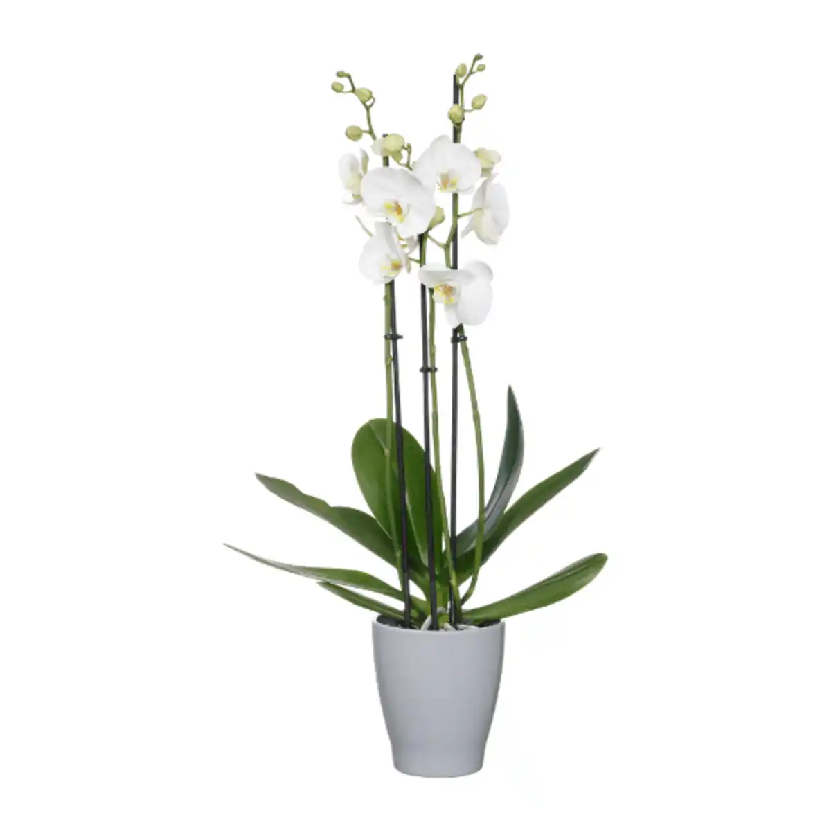 Bild 2 von GARDENLINE Phalaenopsis