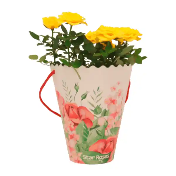 Bild 4 von GARDENLINE Rosen in Dekotasche