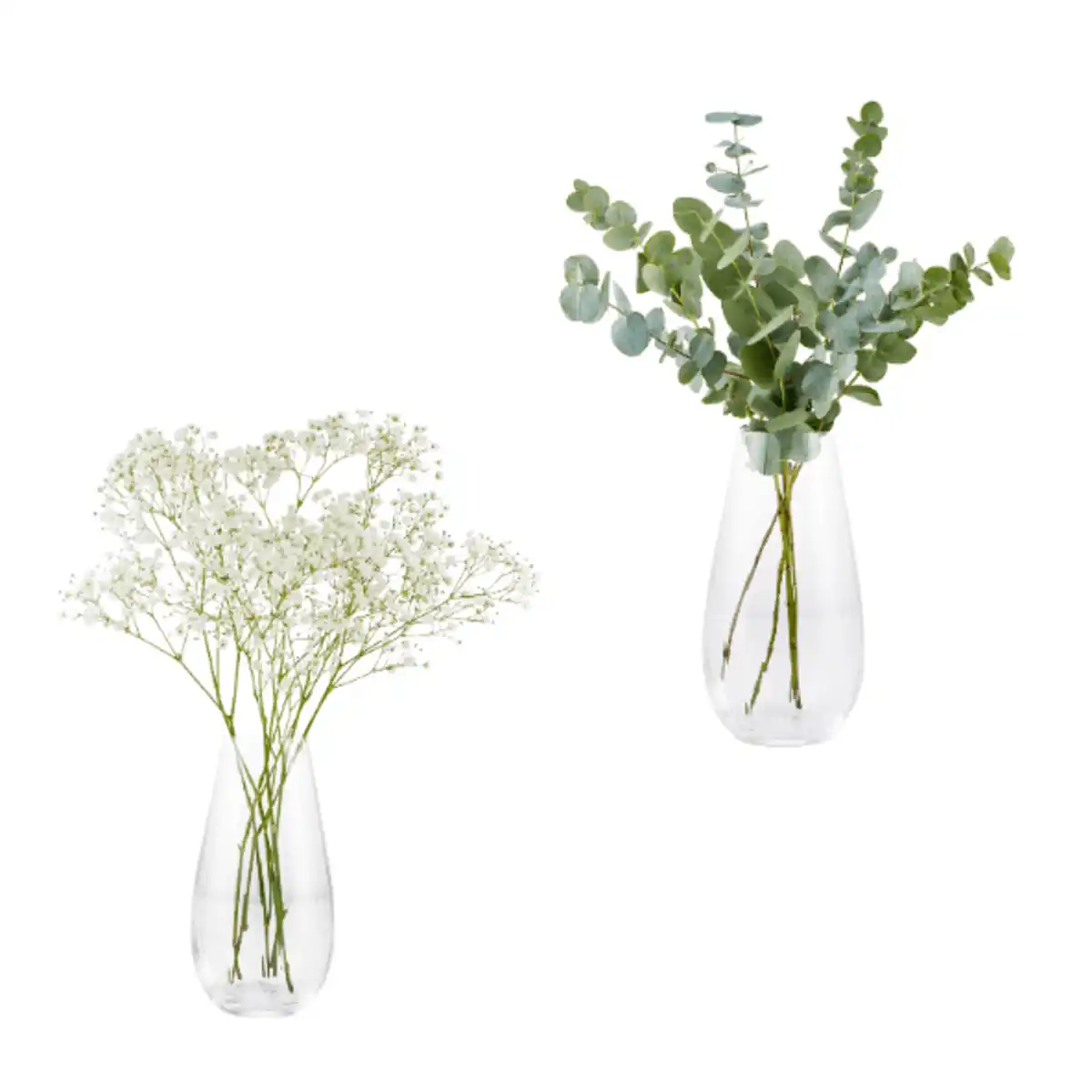 Bild 1 von GARDENLINE Eukalyptus / Schleierkraut