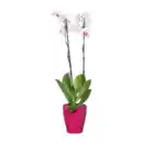 Bild 3 von GARDENLINE Phalaenopsis
