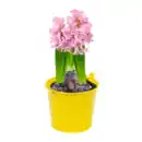 Bild 2 von GARDENLINE Blumenzwiebeln im Zink-Übertopf