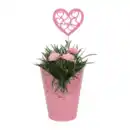 Bild 3 von GARDENLINE Nelke