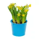 Bild 4 von GARDENLINE Blumenzwiebeln im Zink-Übertopf
