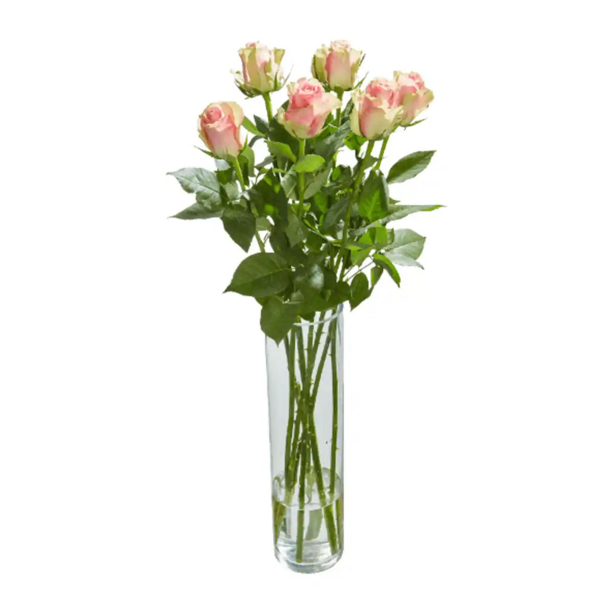 Bild 4 von GARDENLINE Langstielige Rosen