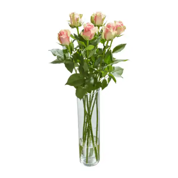 Bild 4 von GARDENLINE Langstielige Rosen