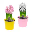 Bild 1 von GARDENLINE Blumenzwiebeln im Zink-Übertopf