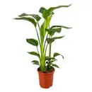 Bild 1 von Strelitzia Nicolai Baumstrelitzie 17cm Topf