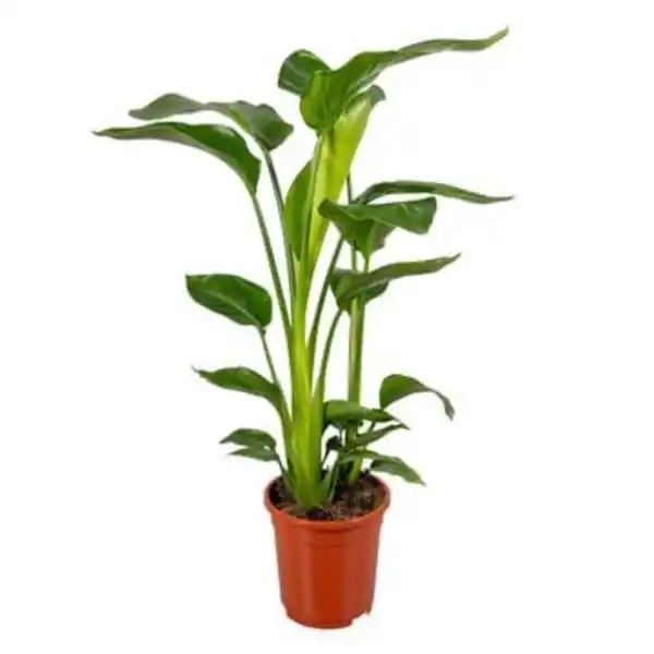 Bild 1 von Strelitzia Nicolai Baumstrelitzie 17cm Topf