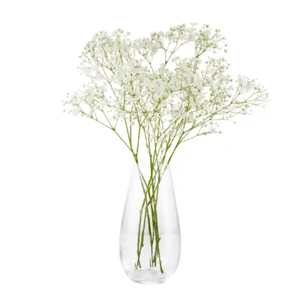 Bild 3 von GARDENLINE Eukalyptus / Schleierkraut