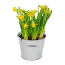 Bild 3 von GARDENLINE Blumenzwiebeln im Zink-Übertopf
