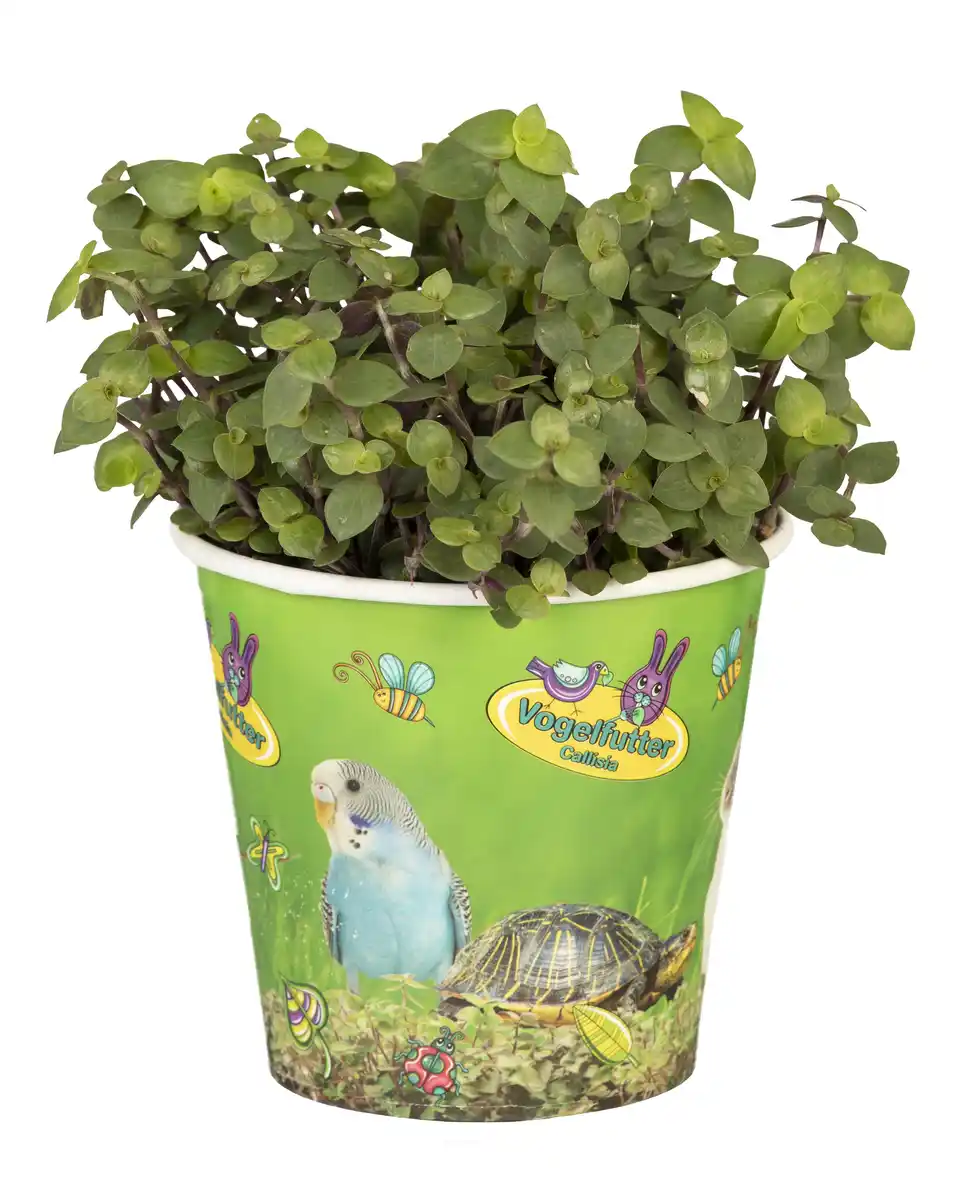 Bild 1 von Kriechendes Schönpolster Callisia H 17 cm 12 cm Topf