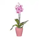 Bild 4 von GARDENLINE Phalaenopsis