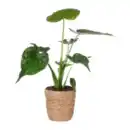 Bild 4 von GARDENLINE Grünpflanze