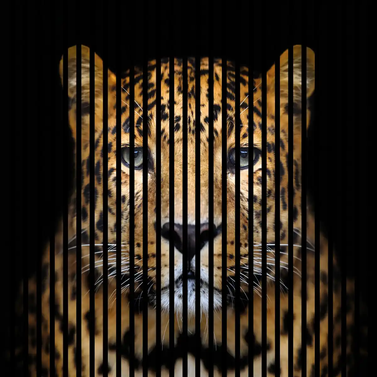 Bild 1 von Neuhofer Akustikpaneele Leo 119,5 x 113,3 x 1,9 cm