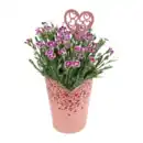Bild 2 von GARDENLINE Nelke