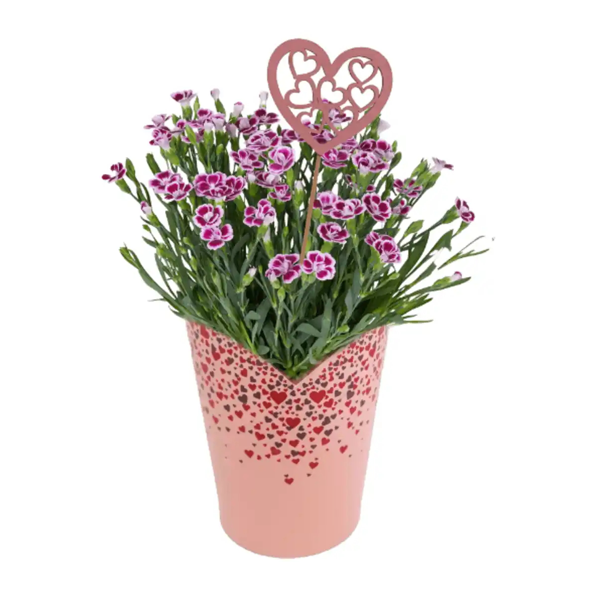 Bild 2 von GARDENLINE Nelke