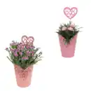 Bild 1 von GARDENLINE Nelke
