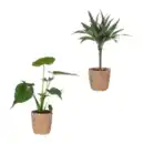 Bild 1 von GARDENLINE Grünpflanze