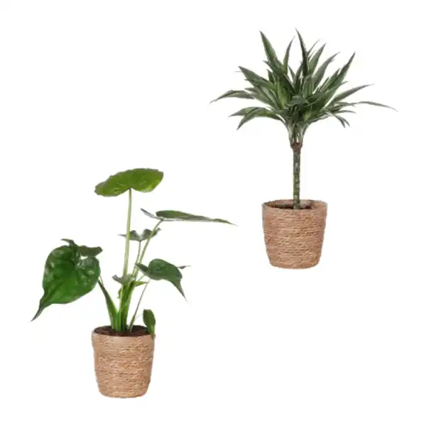 Bild 1 von GARDENLINE Grünpflanze