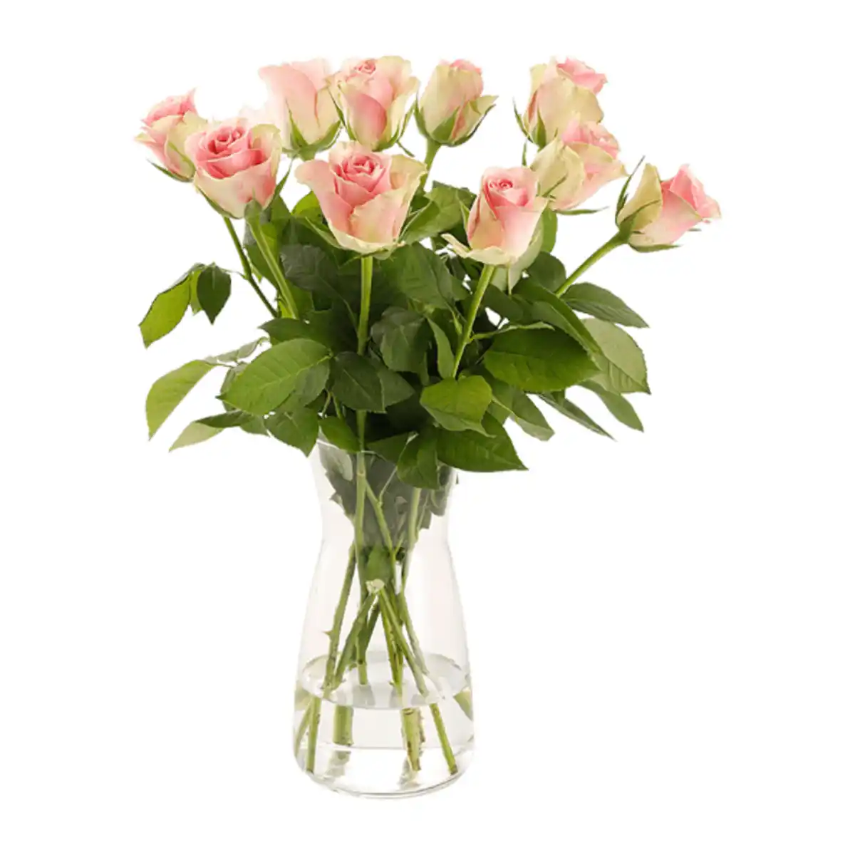 Bild 4 von GARDENLINE Fairtrade-Rosen