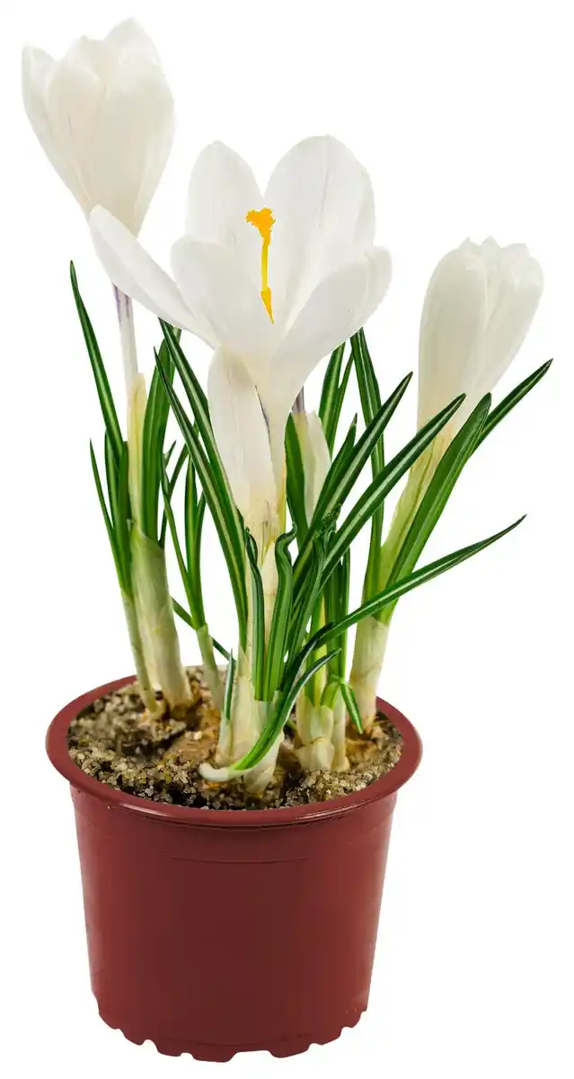 Bild 1 von Frühlingsblüher