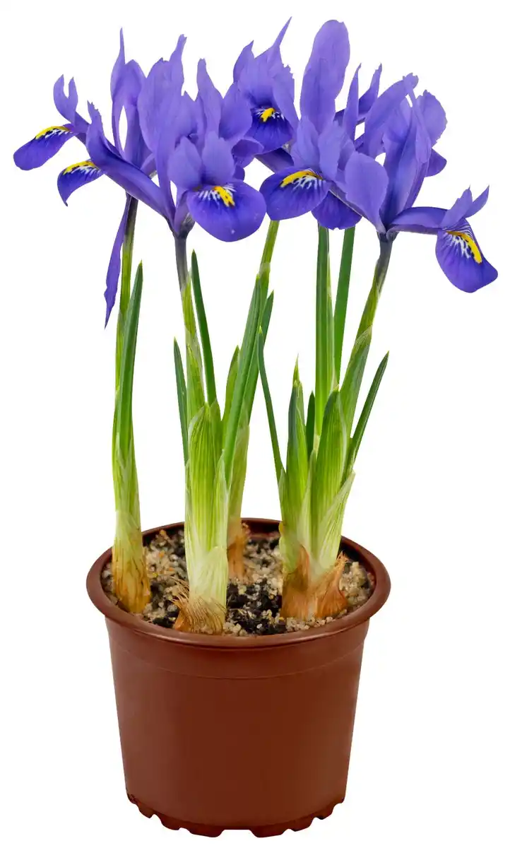 Bild 1 von Frühlingsblüher