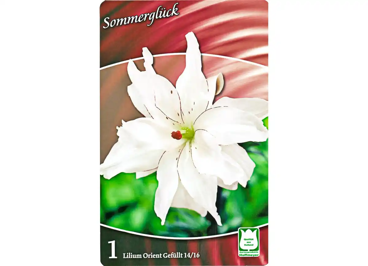 Bild 1 von Sommer-Spezialitäten Frühjahrs-Blumenzwiebeln 2 Stk. Calla Zantedeschia Orange 12/14