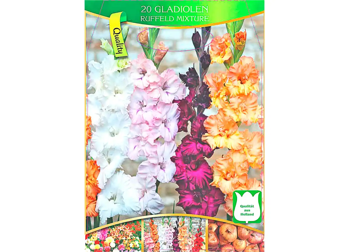Bild 1 von Gladiolen 'Spezialitäten der Schwertblume'