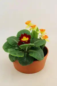 Arrangement Outdoor Primula vulgaris Tonschale 15 cm