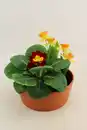 Bild 1 von Arrangement Outdoor Primula vulgaris Tonschale 15 cm