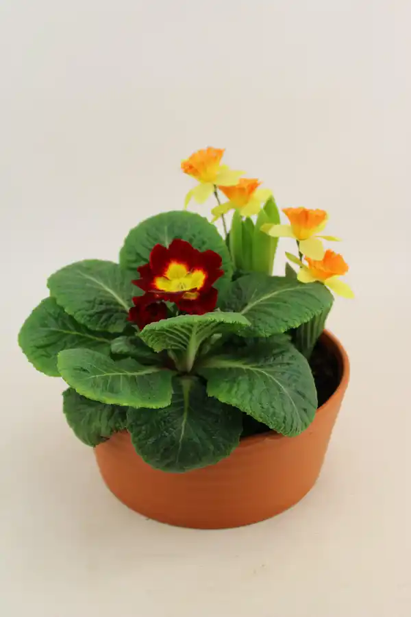 Bild 1 von Arrangement Outdoor Primula vulgaris Tonschale 15 cm