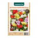 Bild 4 von GARDENLINE Frühjahrsblumenzwiebeln