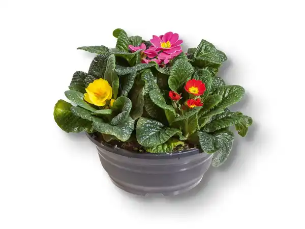 Bild 1 von Frühlingsprimeln Primula Tricolor