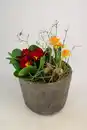 Bild 1 von Arrangement Outdoor Primula vulgaris Betontopf 12 cm