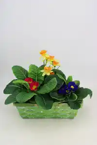 Arrangement Outdoor Primula vulgaris Korb 25 cm